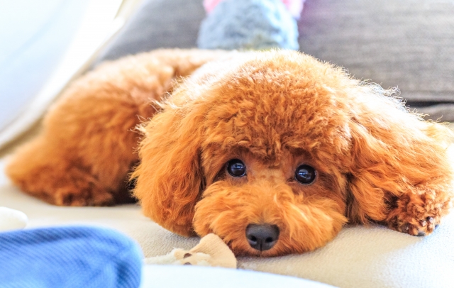 ペットの自宅供養にはミニ骨壺メインビジュアル